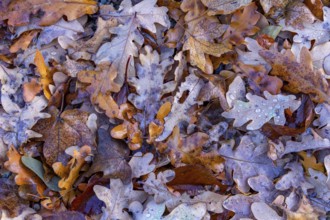 Wet autumn leaves seen from above