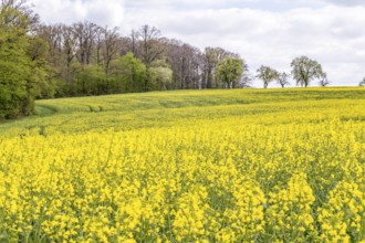 Yellow flowering field of rapeseed at spring time in rural ambiance