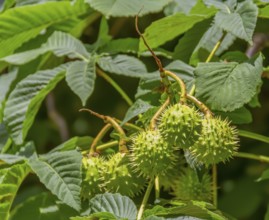Detail shot of some fresh green horse chestnut fruits on a tree
