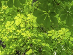 Full frame backdrop showing lots of sunny illuminated chestnut leaves
