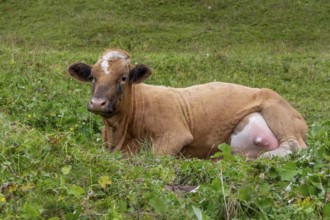 Cow resting on a meadow seen in Austria