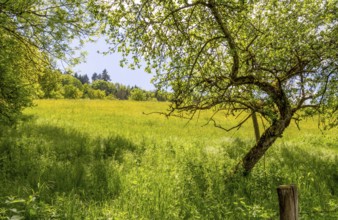 Sunny idyllic spring time scenery around Jagst valley in Hohenlohe, a district in Southern Germany
