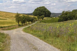 Idyllic rural scenery around the Jagst Valley in Hohenlohe, a district in Southern Germany at