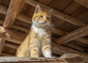 Low angle shot of a red kitten in woody ambiance