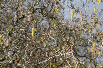 Full frame detail shot showing lots of twisted hazel twigs at early spring time