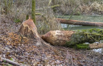 Gnawed off tree trunk mady by a beaver seen in Southern Germany