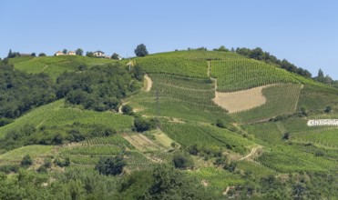 Sunny winegrowing scenery in southern France