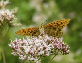 Silver-washed fritillary butterfly resting on a flower head in natural back