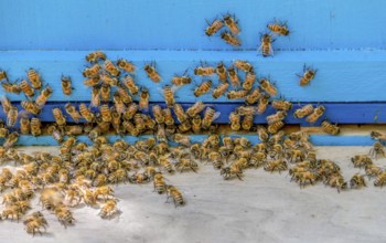 A beehive entrance with lots of bees