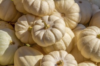 Sunny illuminated scenery showing lots of light colored pumpkins