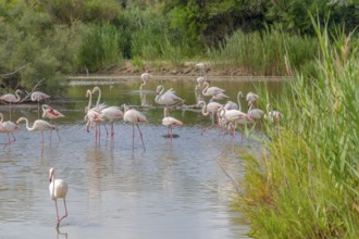 Riparian scenery including some flamingos around the Regional Nature Park of the Camargue in