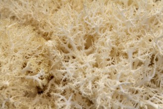 Full frame abstract Hericium mushroom closeup