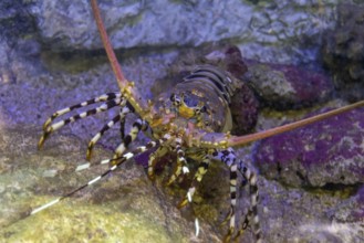 Colorful spiny lobster in natural underwater ambiance