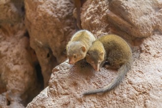 Rock hyrax on rock formation in stony ambiance