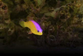 Purple-top dottyback fish in natural coral reef ambiance