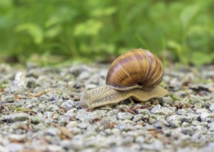 Low angle shot of a grapevine snail on gravel ground