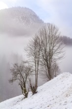 Idyllic winter scenery near Ramsau bei Berchtesgaden in the Bavarian Alps