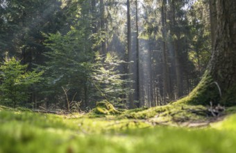 Sunny illuminated low angle forest scenery with moss and ground cover vegetation