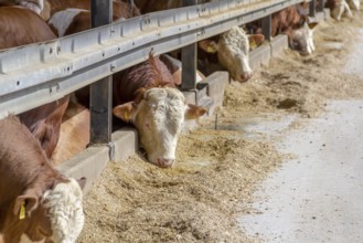 Some cattle at feed in a barn in sunny ambiance seen in Southern Germany