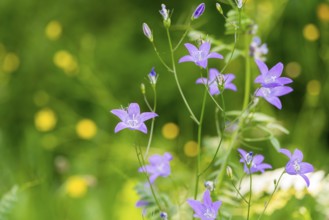 Sunny closeup shot of wildflowers at spring time