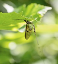 Mayfly on green leaf in sunny ambiance
