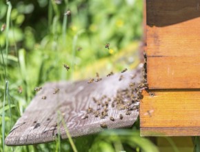 Entrance of a beehive with lots of bees in sunny ambiance