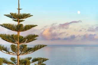 Coastal scenery showing a Norfolk Island pine in front of open sea at evening time