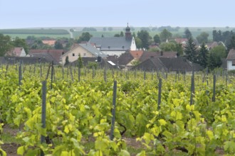 Idyllic scenery at the wine region Rheinhessen around Loerzweiler in the Rhineland-Palatinate in