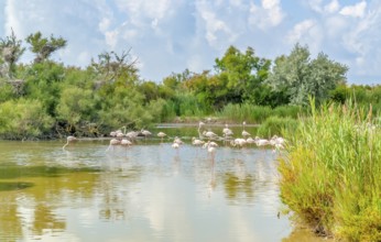 Riparian scenery including some flamingos around the Regional Nature Park of the Camargue in