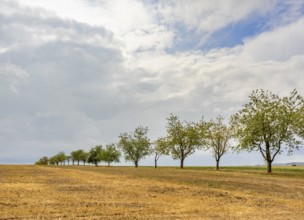 Clouded farmland scenery with fruit trees in a row in Hohenlohe, an area in Southern Germany at