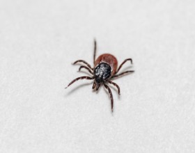 Closeup shot of a female astor bean tick on white paper surface