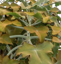 Detail shot of some felt bush leaves