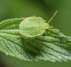 Macro shot showing the nymph of a Green shield bug resting on a nettle leaf