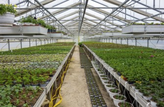 Scenery in a greenhouse with lots of small potted plants