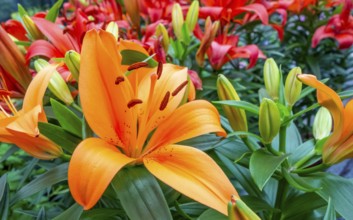 Full frame shot showing some orange and red lily flowers