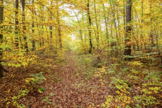 Colorful autumn forest scenery seen around Hardheim, a municipality in the district of