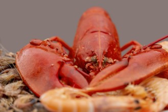 Closeup shot of a cooked lobster and some other crayfish on a plate in grey back