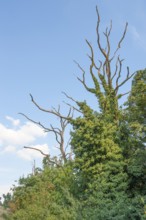Dead trees overgrown with climbing plants