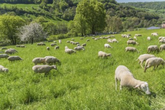 Sunny idyllic spring time scenery including a flock of sheep on a meadow in Southern Germany