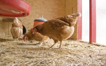 Some brown chicken in a wooden chicken house