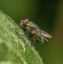 Low angle sideways macro shot of a Common green bottle fly resting on a green leaf
