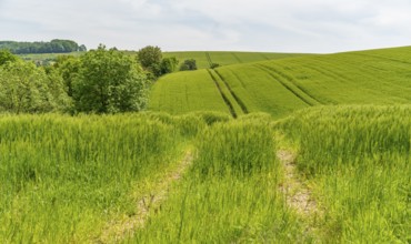 Green grainfield at early summer time in Southern Germany