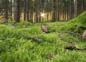 Idyllic low angle forest scenery at autumn time in Southern Germany