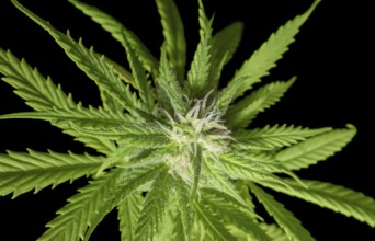 Flowering fresh green cannabis plant closeup in black back