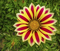 Red and yellow bicolor flower hewad closeup seen from above