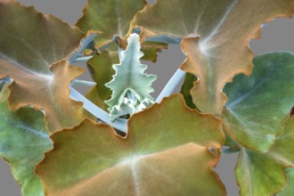 Full frame detail shot showing some felt bush leaves
