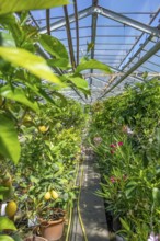 Greenhouse scenery including various flowers and plants