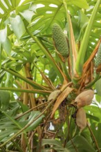 Monstera deliciosa plant closeup including fruit bodies