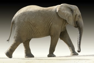 African elephant partly isolated in gradient back