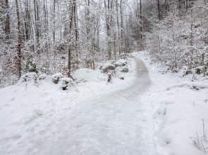 Idyllic snowy forest scenery around Schoenau am Koenigssee in Bavaria at winter time